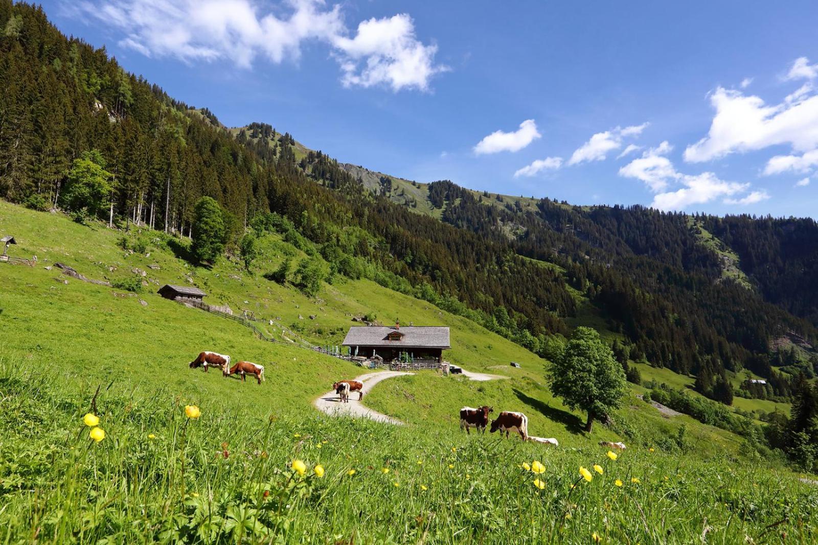 Appartement-Pension Kendlbacher Grossarl Exteriör bild